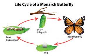 life-cycle-of-monarch-butterfly
